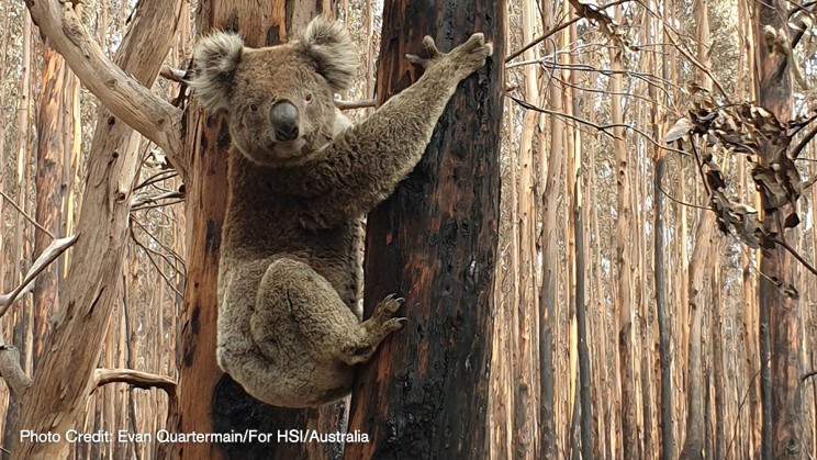 Help Humane Society International (HSI) Care for Animals Caught Up in the Australian Wildfires