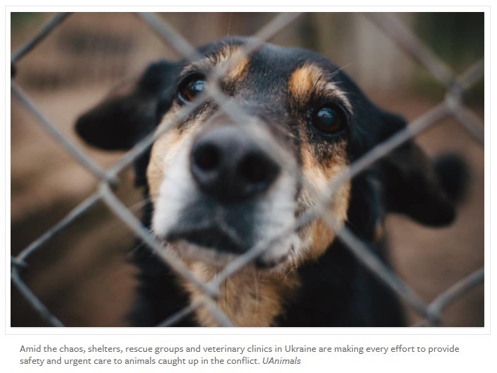 How Humane Society International is taking action for Ukraine and its  animals—and how you can help | America's Charities