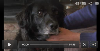 Sense of Smell & Training Make Service Dogs Life-saving Best Friends