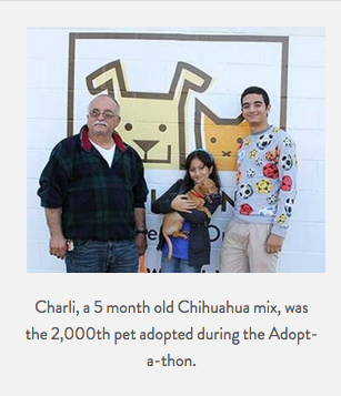 Charli the Chihuahua gets adopted