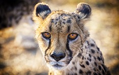 Helping Wild Cats Live All ‘Nine’ Lives