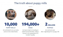 How Businesses and Employees Can Stand up Together and Stop the Horrific Treatment of Dogs at Puppy Mills