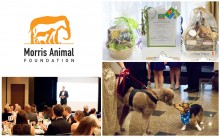 Morris Animal Foundation Partners With Radio Systems Corporation