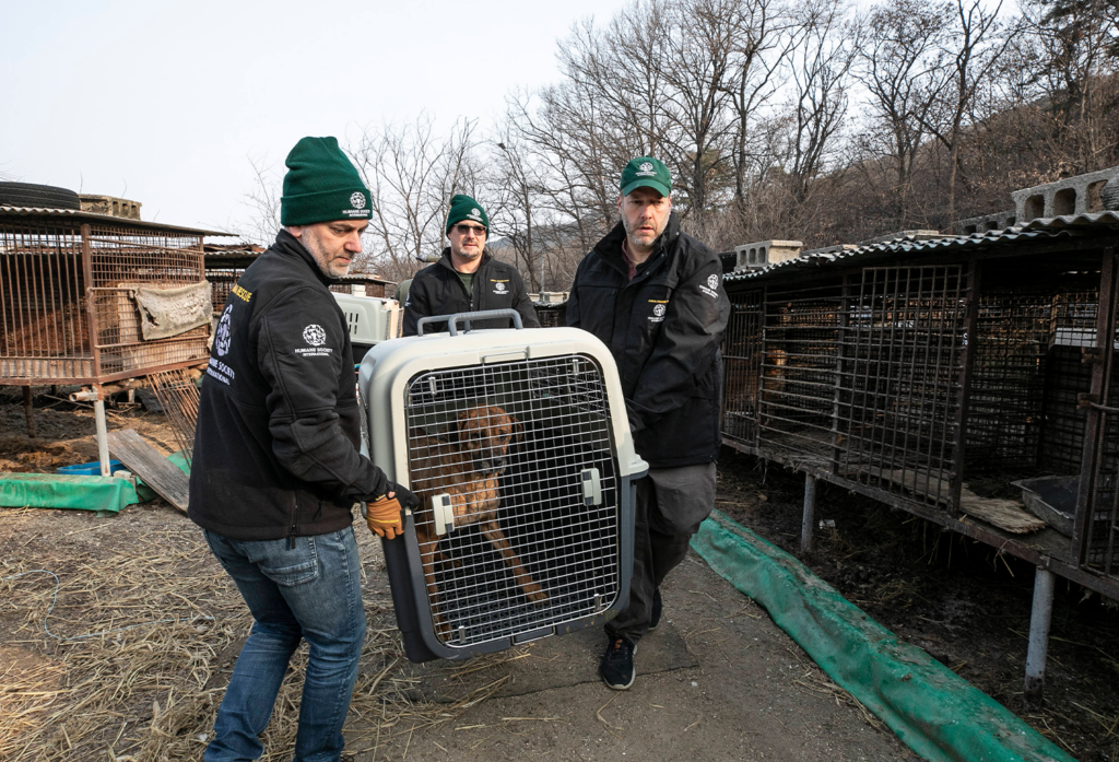 Humane Society International America's Charities