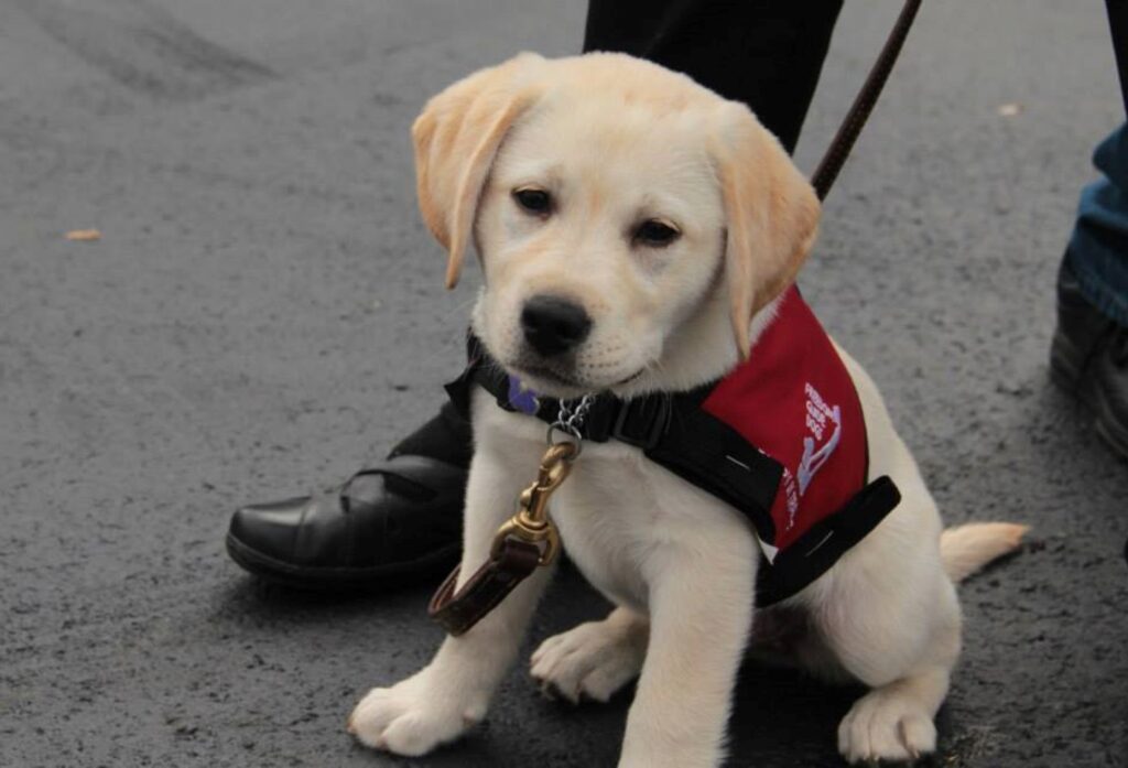 Freedom Guide Dogs for the Blind