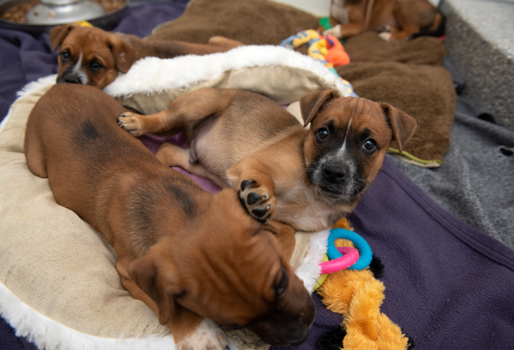 43_3_BoxerMixPuppies8977MW Best Friends Animal Society