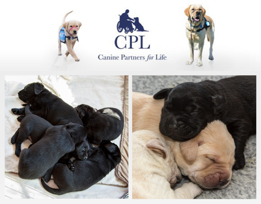 CPL_puppy-volunteers-needed