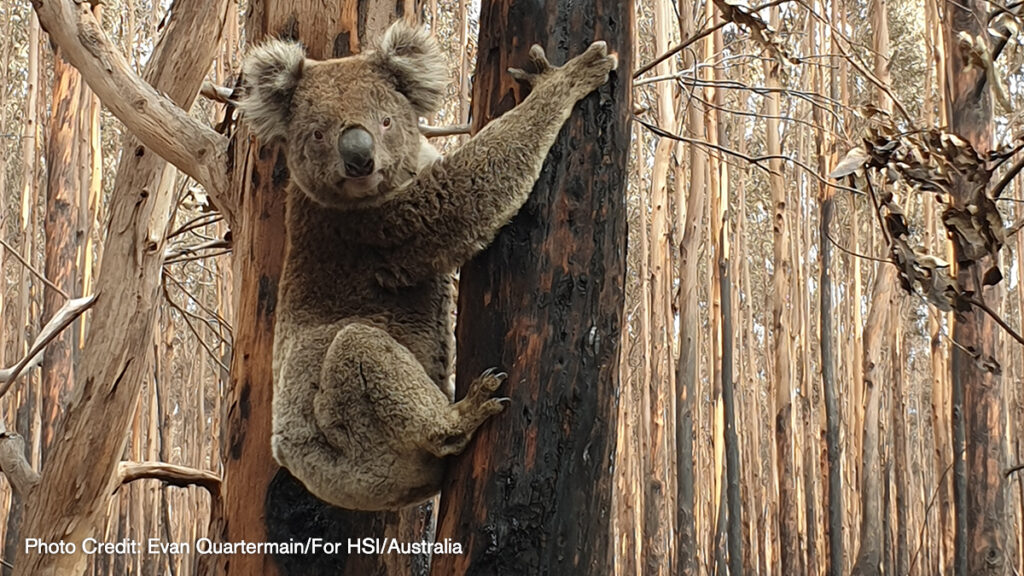 HSI Australia fires_social-media_0 HSI Australia fires_social-media_0