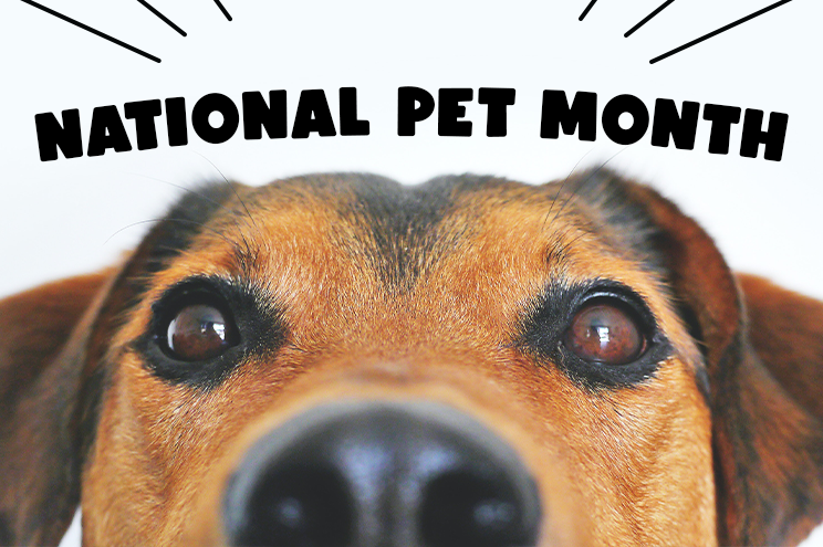 NATIONAL PET MONTH