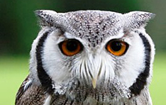 creepy-owl creepy-owl