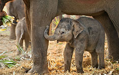 elephants-friday elephants-friday