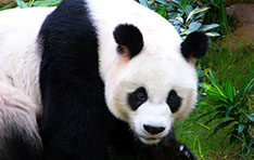 panda-blog-may
