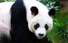 panda-blog-may panda-blog-may