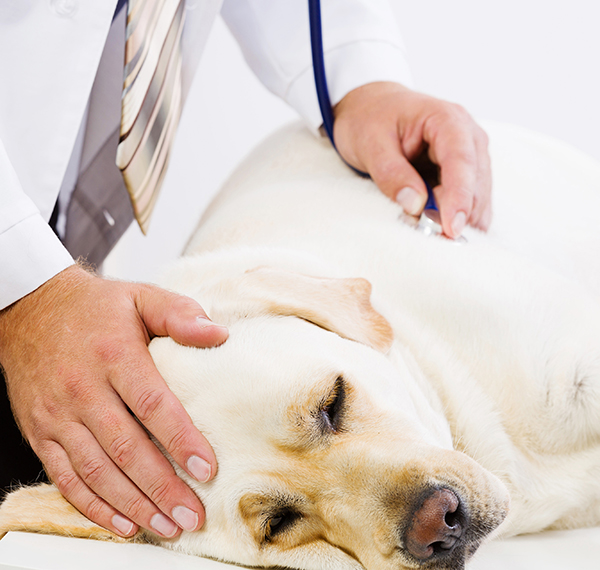 spca-central-FL-heartwarm-awareness spca-central-FL-heartwarm-awareness