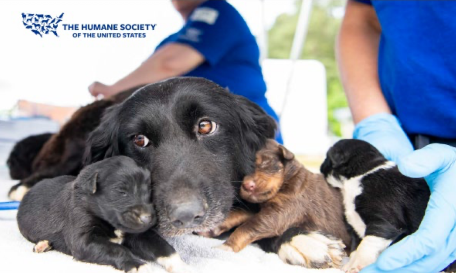 Animal Rescue Team and Disaster Response | America's Charities